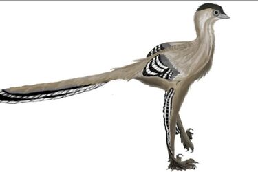 New species of dragon dinosaurs discovered in Mongolia that looks like birds (photo)