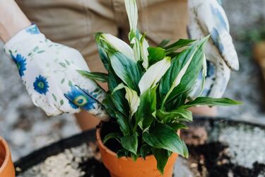 Як позбутися цвілі на кімнатних рослинах: поради, які працюють