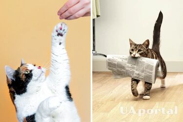 Как дрессировать кошек