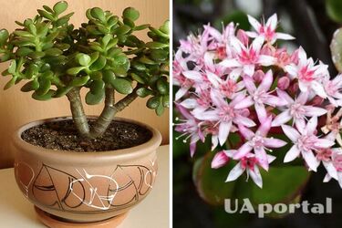 Денежное дерево – где лучше поставить денежное дерево, чтобы оно цвело