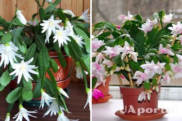 Как заставить декабрист цвести: действенный метод
