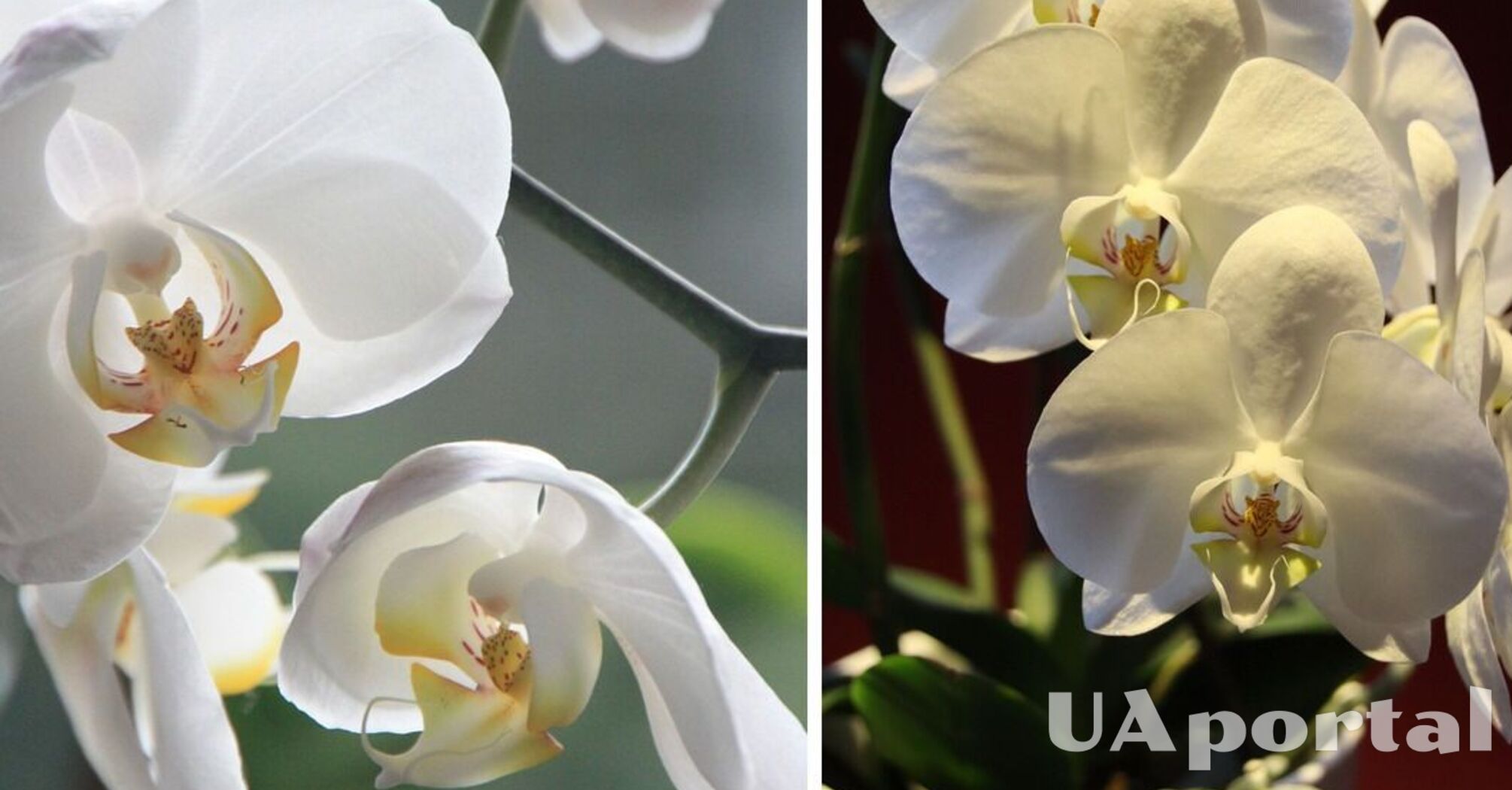 Знавці пояснили, як часто треба поливати орхідею взимку, щоб не нашкодити рослині