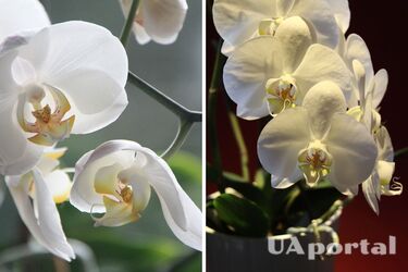 Знатоки объяснили, как часто нужно поливать орхидею зимой, чтобы не навредить растению