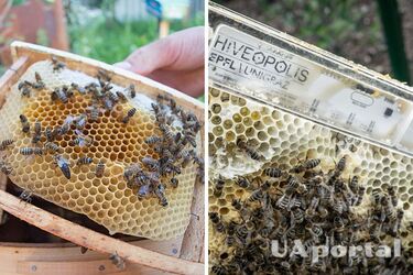 Ученые исследовали как пчелы страдают в искусственных ульях