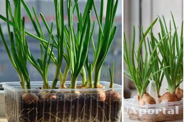 Как правильно сажать лук на подоконнике
