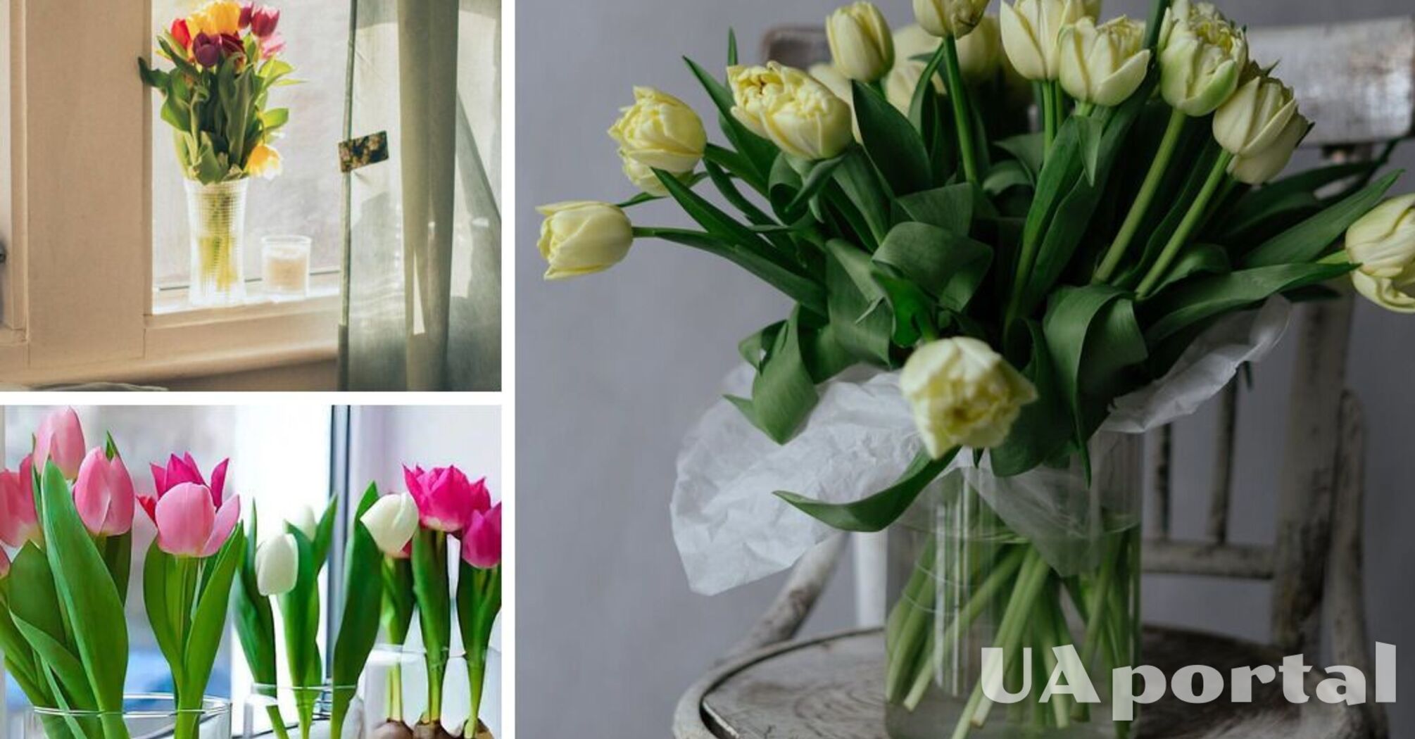 Цветы в доме круглый год: как прорастить тюльпаны на подоконнике без грунта