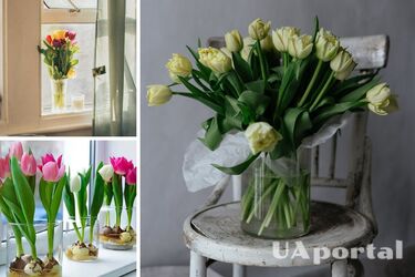 Квіти у будинку цілий рік: як проростити тюльпани на підвіконні без ґрунту