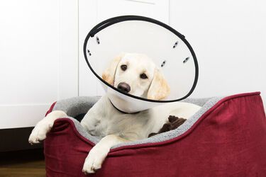 Is it worth spaying puppies: pros and cons