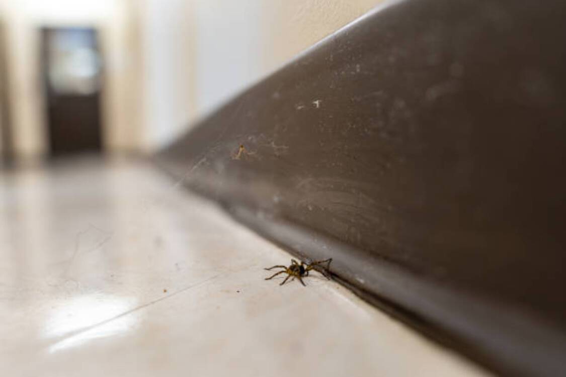 Топ-5 советов, которые помогут избавиться от пауков в доме