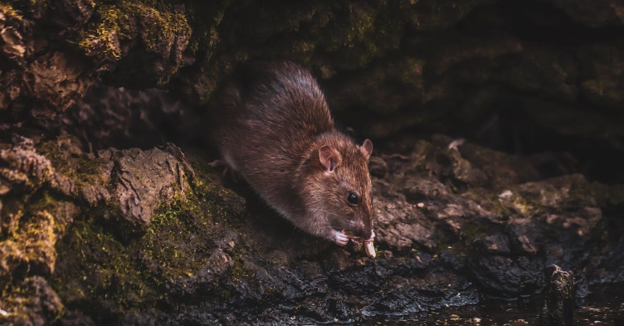 Giant rat from the Solomon Islands Wangunu - first time a tree-dwelling ...