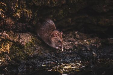 Вперше на камеру потрапив рідкісний гігантський щур, який мешкає на деревах (фото)