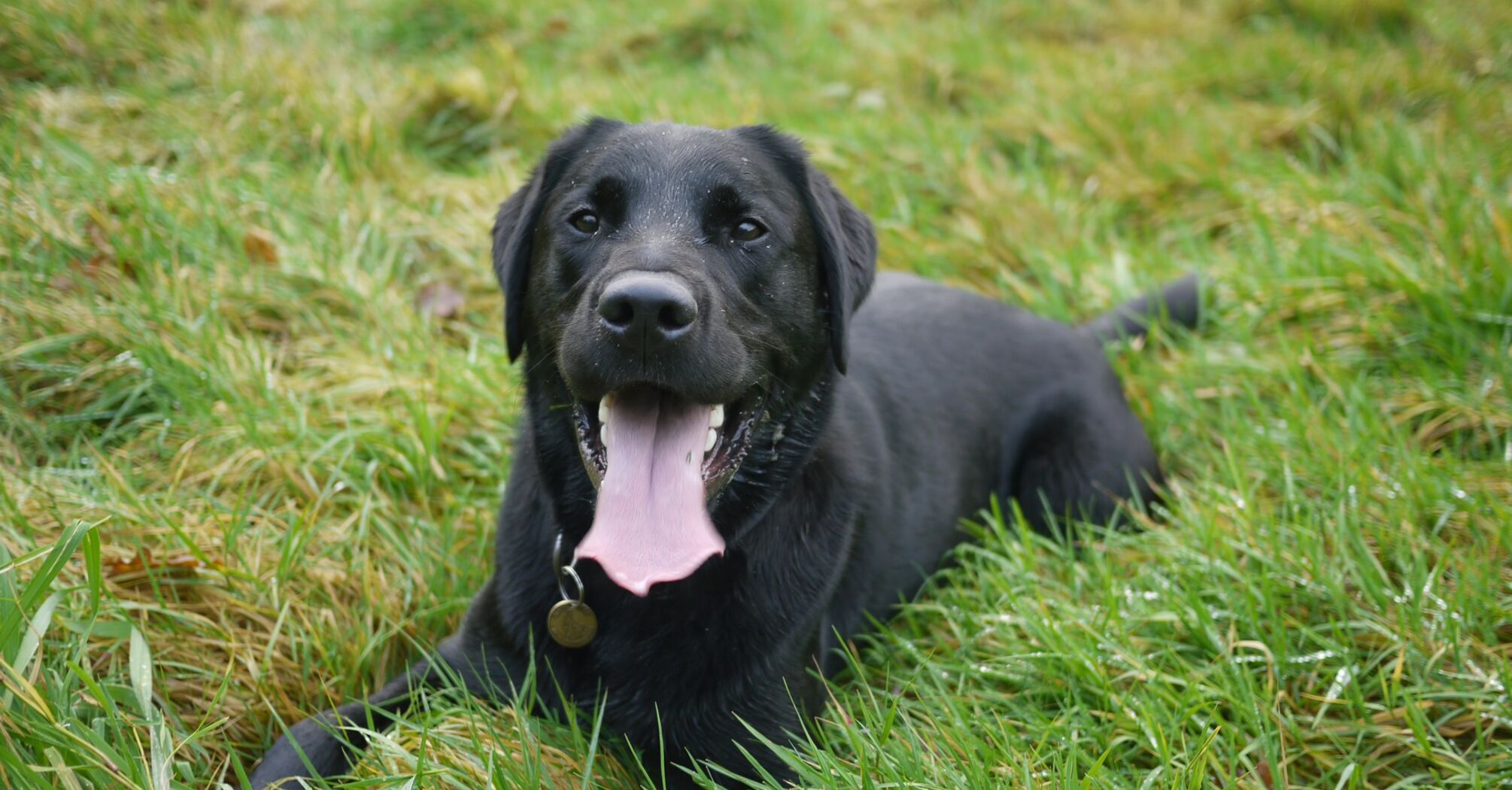 Is it worth to get a Labrador: advantages and disadvantages of the breed
