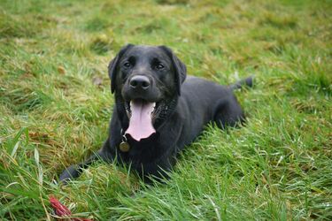 Is it worth to get a Labrador: advantages and disadvantages of the breed