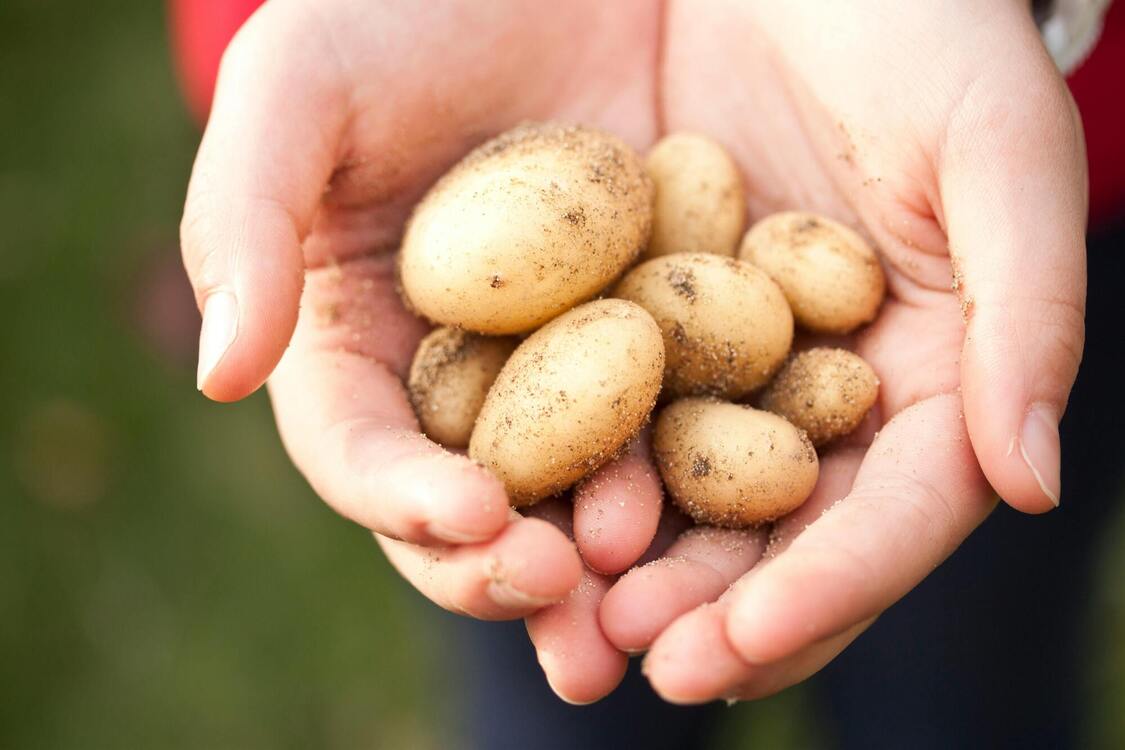 Лайфхаки з картоплею: як коренеплід використати в побуті