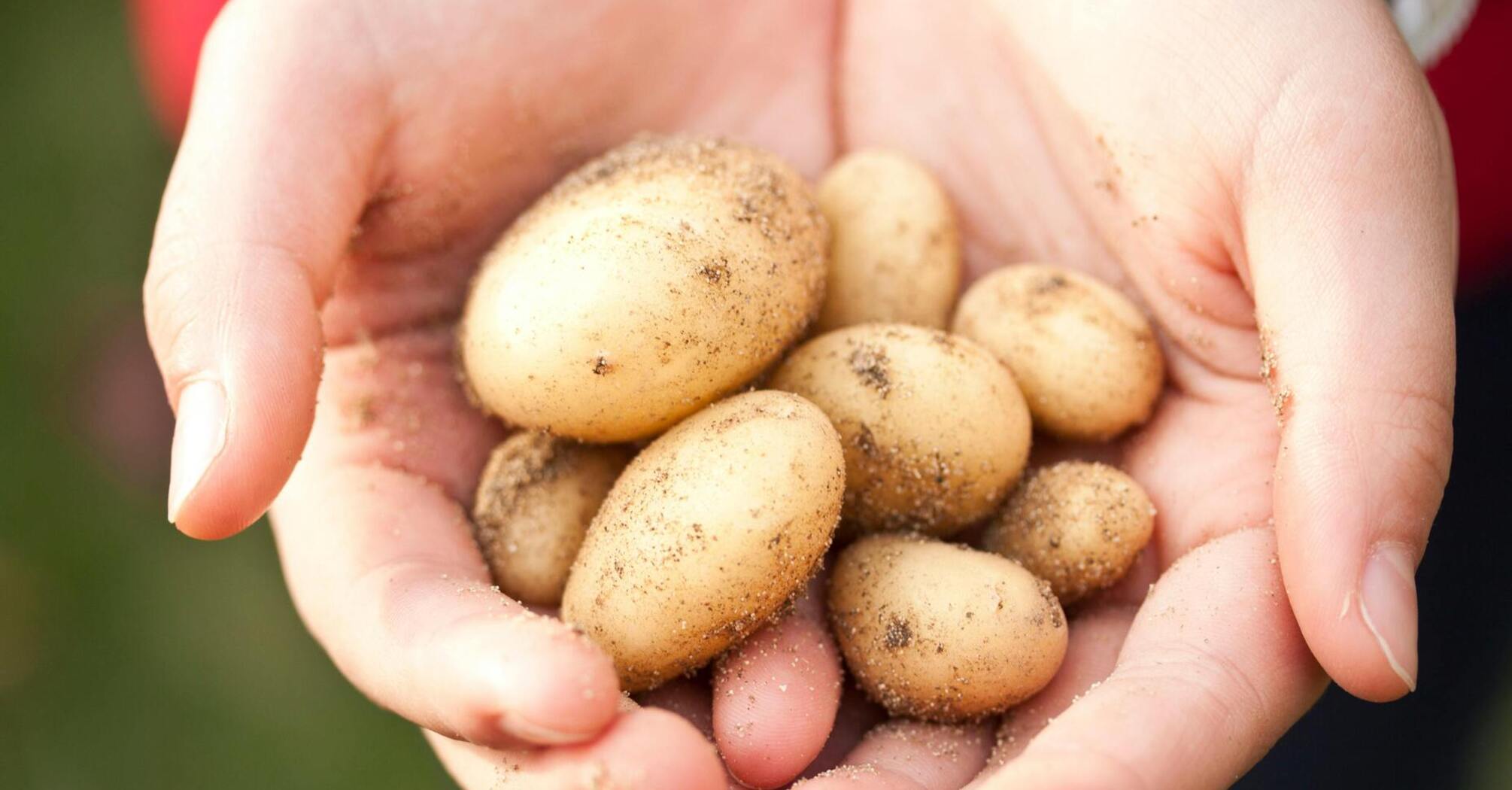 Лайфхаки з картоплею: як коренеплід використати в побуті