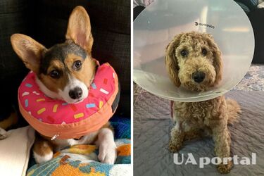 Ветеринары назвали лучший возраст для стерилизации собаки