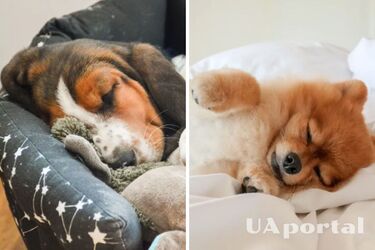 Почему нельзя будить спящую собаку