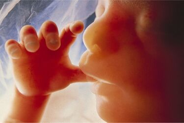 Вчені з'ясували, що чує дитина в утробі матері