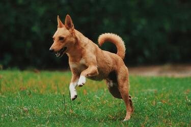 Собаку якої статі краще завести: плюси і мінуси кожної