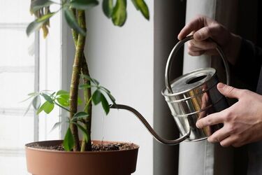 Як правильно поливати кімнатні рослини взимку