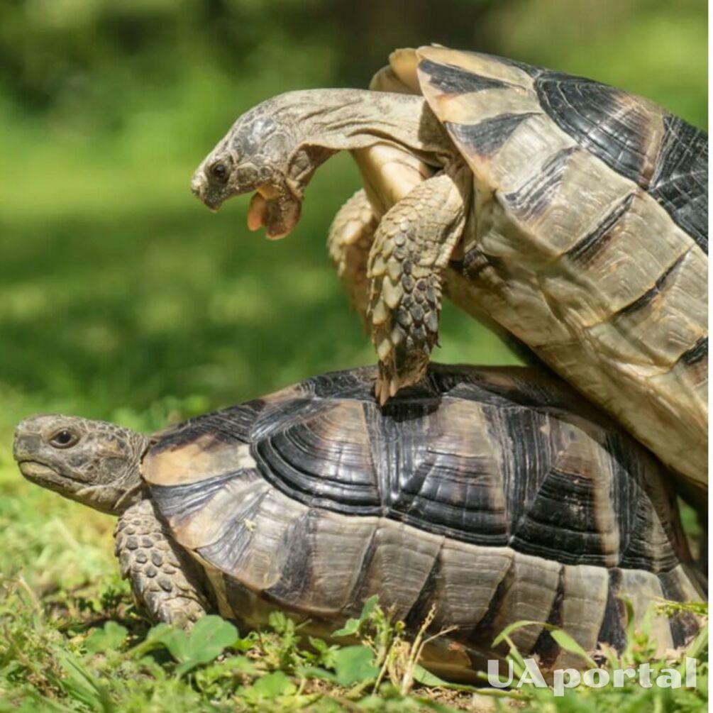 10 incredible facts about mating rituals and animal sex