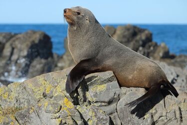 Retaining heat in cold water: interesting facts about sea lions