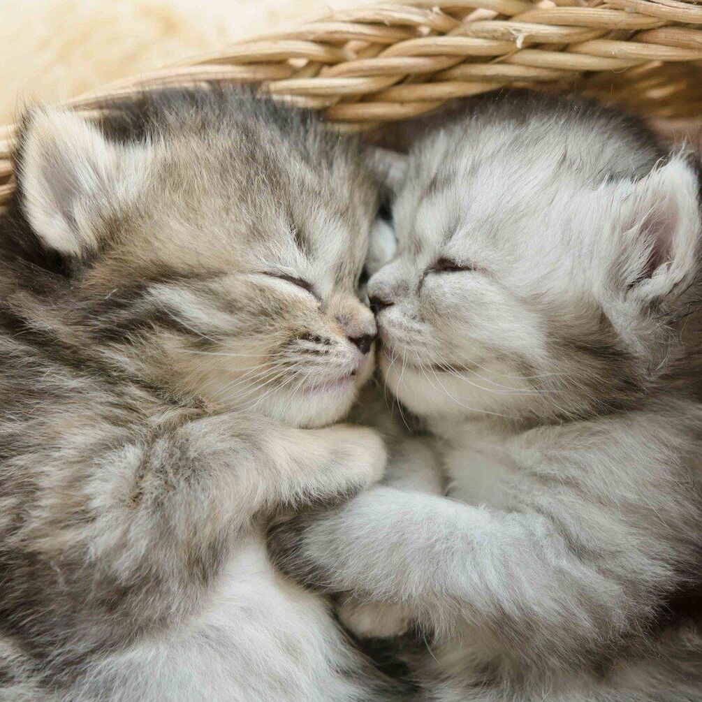 Interesting facts about cats: you definitely didn't know this