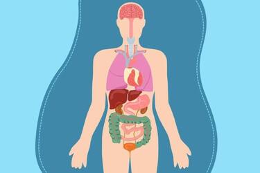 10 фактів про організм людини