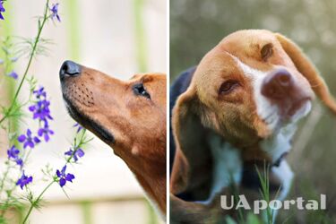 Ветеринари підказали, як визначити, що у собаки алергія