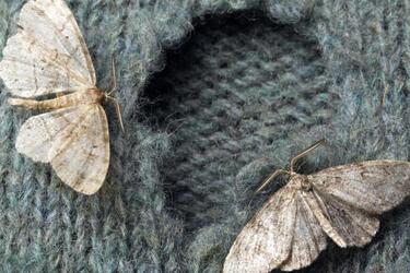 How to properly store old items to prevent damage from moths