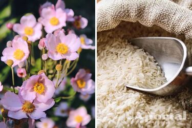 Natural fertilizer for indoor plants on a budget