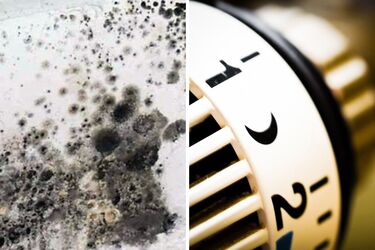 Специалисты назвали простую ежедневную привычку, которая предотвратит образование плесени