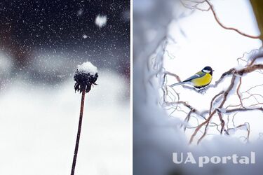 Садівники пояснили, які рослини треба обрізати у грудні