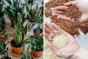 Чим удобрювати кімнатні рослини - натуральне добриво з рису для рослин
