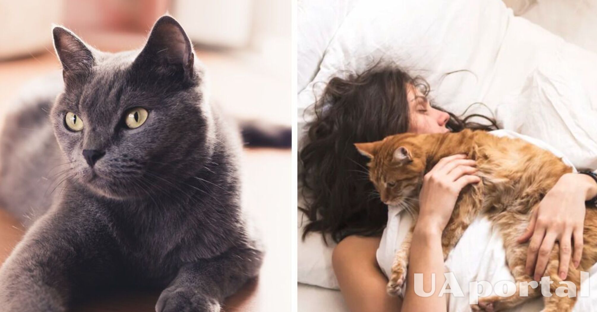 10 scientific benefits of being a cat owner