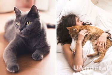 10 scientific benefits of being a cat owner