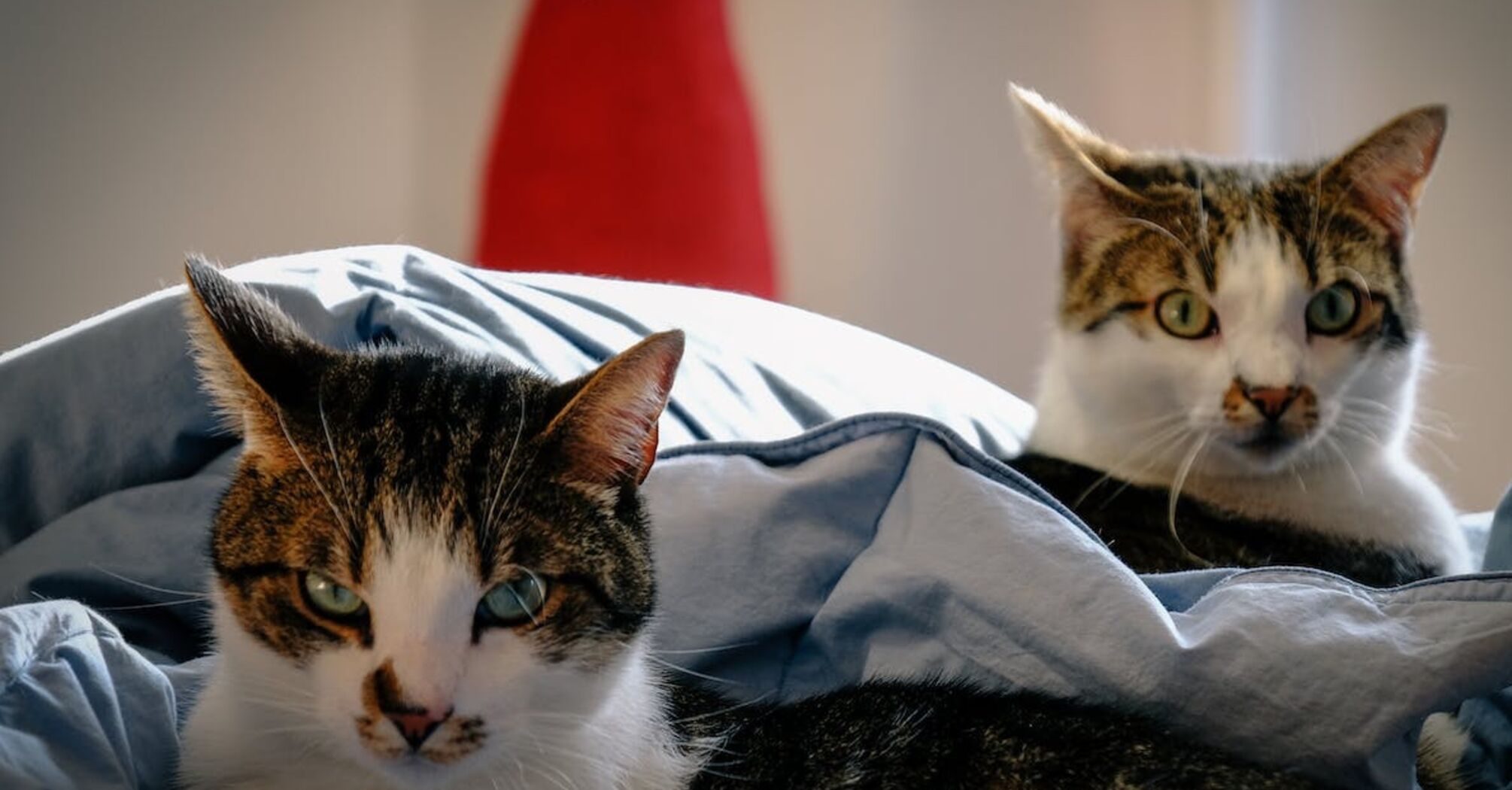 Ветеринари назвали найкращий вік для стерилізації котів 
