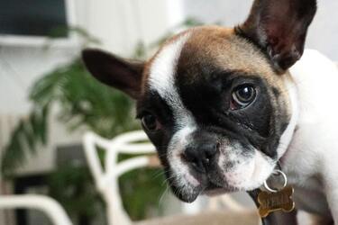 Топ-5 маловідомих фактів про французьких бульдогів