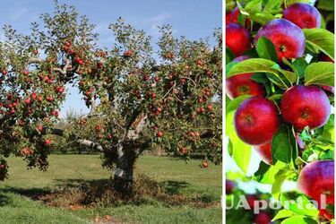 Какие растения садить у яблони