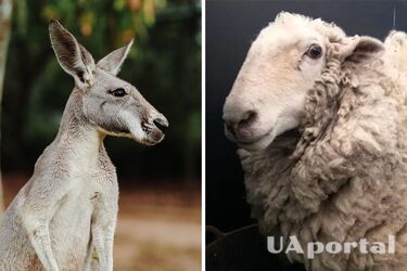 В Австралії баран втік з ферми та п'ять років жив з кенгуру (відео та фото)