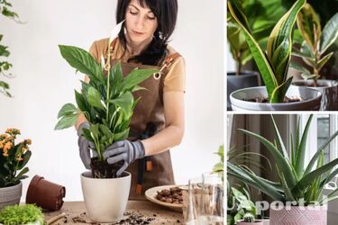 Пять комнатных растений, защищающих от отрицательной энергии