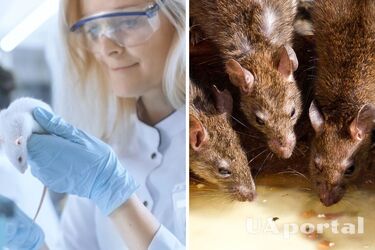 Дослідження про пацюків - У пацюків розвинена уява та фантазія