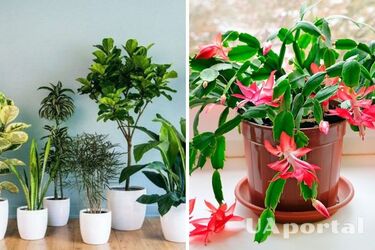 Накличете неприємності: чому не варто дарувати та приймати у дар квіти у горщиках