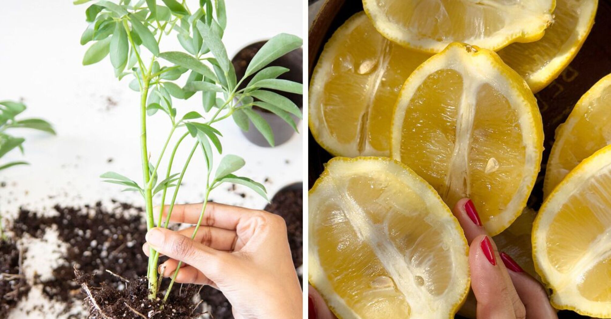 Как использовать лимонную кислоту в садоводстве.