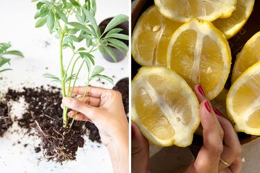 Как использовать лимонную кислоту в садоводстве.