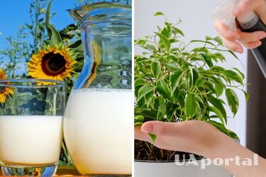 Будуть пишно цвісти: як зробити підживку з кислого молока для домашніх квітів