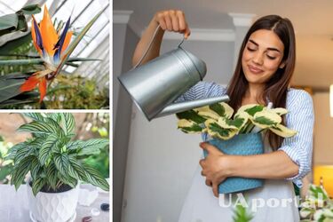 Кімнатні рослини, які важко вирощувати вдома
