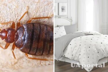 Експерти підказали, як часто потрібно міняти постіль, щоб не з‘явились клопи