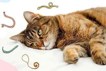 Обнаружение глистов у кота