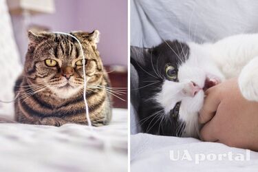 What to do to make it more interesting for a cat to live in an apartment